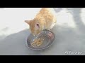 Village Cat eating meal || Cute cat and birds || @WaaoVillageanimalbilli