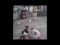 Try Not To Laugh Dogs And Cats 😆🤣 Best Funny Animal Videos 2024 😹😅