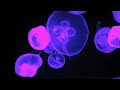 Amazing Jellyfish Aquarium in 4K HDR - Soothing & Relaxing Music - Great for Oled HDR TV's