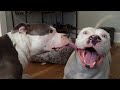Any problems, dude? Funny videos with Pitbull dogs 🐶