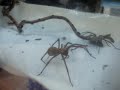 Giant House Spider Grooms Herself