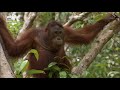 Adoptive Mother And Baby Orangutan Need To Be Separated | Orangutan Island