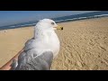 Caught Seagull with bare hands