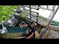 how to care for gourami fish in an aquaponic round tarpaulin pond