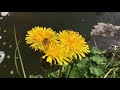 Honey Bee on a Dandelion Super SloMo