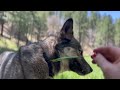 Echo the Wolfdog's Rescue Story