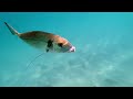 Bobbit worm as BAIT (UNDERWATER FOOTAGE)