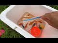 Amazing Catch Tiny Ornamental Puffer Fish, Koi Fish, Three Tailed Fish, Kim Kim Fish, Ranchu Fish