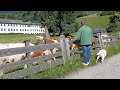 Serenading the cows