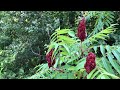 Exploring a Trail Along the St. Lawrence River, Jefferson County, NY