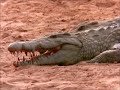 Last Feast of The Crocodiles (Part 2 of 4)