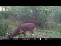 October 2018 Deer Cam