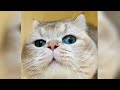 Funny ANIMALS videos😊Funniest CATS😺 and DOGS🐶 2024