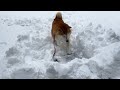 Shibe confidently jumps into the snow but is distressed at the first step