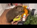 Rescue beaver makes Christmas dam in house