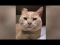 😅 Funniest Cats and Dogs Videos 😂 Funny Animal Videos 😻🐱