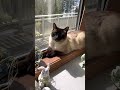 Мотя чуть не откусил хвост. Motya the cat almost bit a tail off.