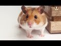 Gerbils as Pets - Is a Gerbil a Good Pet?