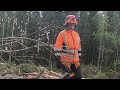 How to Clear a DANGEROUS Hung-Up Tree!