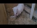 Sheep Vlog: Charlotte gives birth!