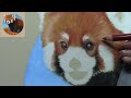RED PANDA IN PASTEL WITH VOICEOVER