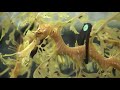 Seadragons get tiny life vests at Florida Aquarium