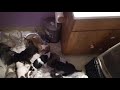 Raising puppies