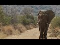 The silence of the Elephant Walk