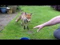 Friendly wild urban fox comes to be fed