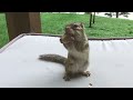 Cute chipmunk - Feeding the chipmunks at the cottage