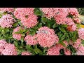 Ixora flower