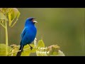 O canto da AVE  Azulillo grande ( Passerina caerulea ) Blue Grosbeak #jtriunfal