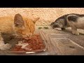 Stray cats with clean fur, even though they live on the street