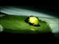 Ladybird Emerging  Music by Banco de Gaia