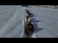 Nigerian dwarf goats running through snow trenches