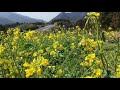 愛媛県伊予市犬寄峠にある「黄色い丘」  