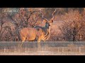 Kudu Sounds - Alarm call of the Greater Kudu