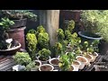 Hidden Garden of Vigan Ilocos Sur!! Leez goooo #travel #viralvideos