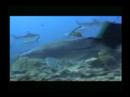 Shark feeding in Moorea