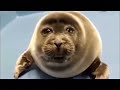 Sad seal part 10 (special video)