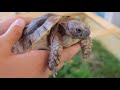 Greek Tortoise Care