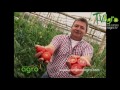 Cultivo de Tomate Orgánico - TvAgro por Juan Gonzalo Angel