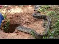 easy snake trap by using toysnake & small chicken
