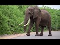 Kruger National Park | Letaba | Olifants | Satara | Kruger North | Leopard | Elephants