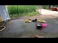 Funniest Animals 🤣.Be surprised to see ducklings playing in the yard 🦆