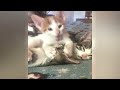When you own a CAT with an IQ 200 🐈 Funny Videos Compilation 😹
