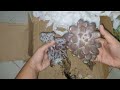 buka paket sukulen online dari shoope#unboxingvideo #secculent #tanamanhias #echeveria #sukulent