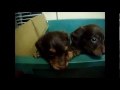 【萌え!子犬】ダックスパピーズ大脱走～Puppies Great Escape of Dachshund