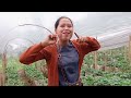 Panen Strawberry di Serang | Azzah Makan Sampe Puas | Rahman Azzah