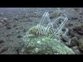 Diving Bali - The Ornate Ghost Pipe Fish